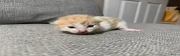 Mixed Breed cats for sale: Gorgeous kittens - Advert 7