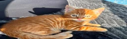 Mixed Breed cats for sale: Male ginger kitten - Advert 5