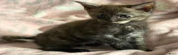 Maine Coon cats for sale: Maine Coon Cross Kittens - Advert 20