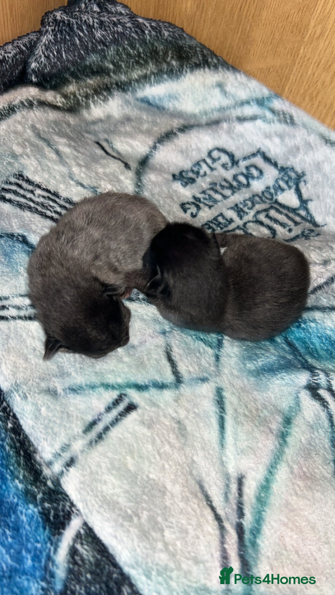 British Longhair cats for sale: Two beautiful kittens  - Image 2