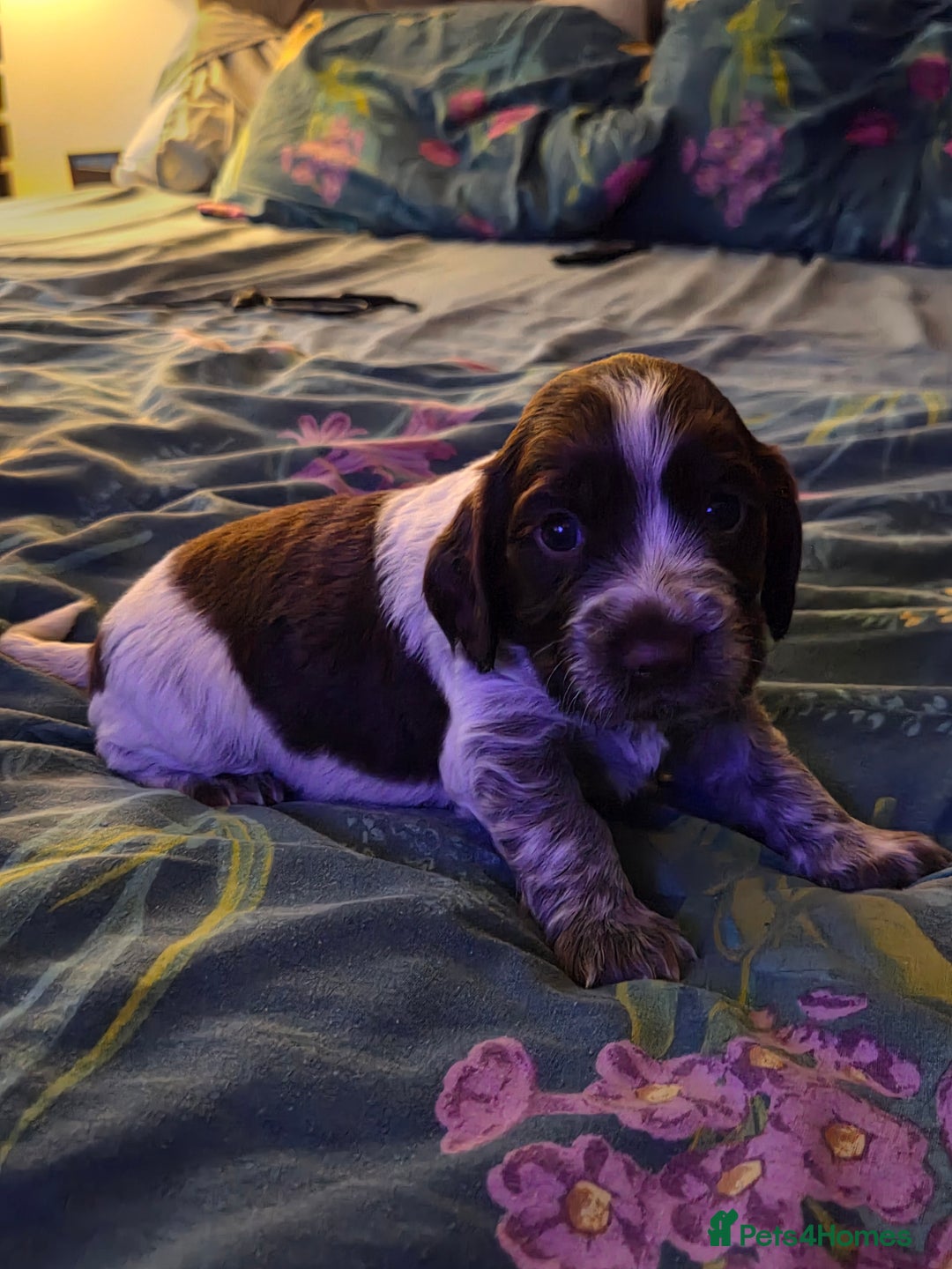 Cocker Spaniel dogs for sale: 7 little beauties show cockers - Advert 5