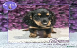 Miniature Dachshund dogs for sale: Gorgeous miniature dachshund babies long coats  - Image 3