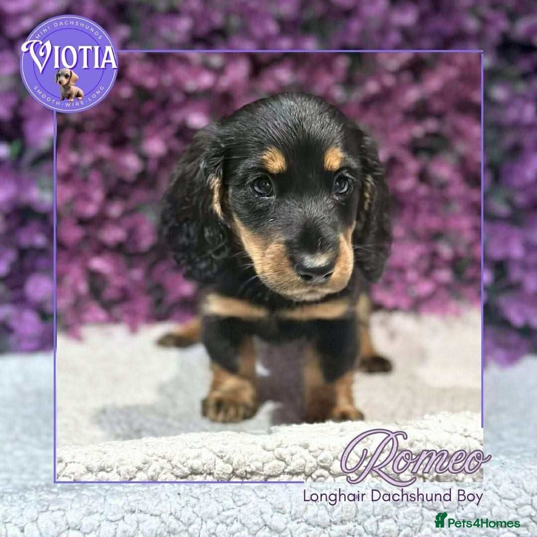Miniature Dachshund dogs for sale: Gorgeous miniature dachshund babies long coats  - Image 3