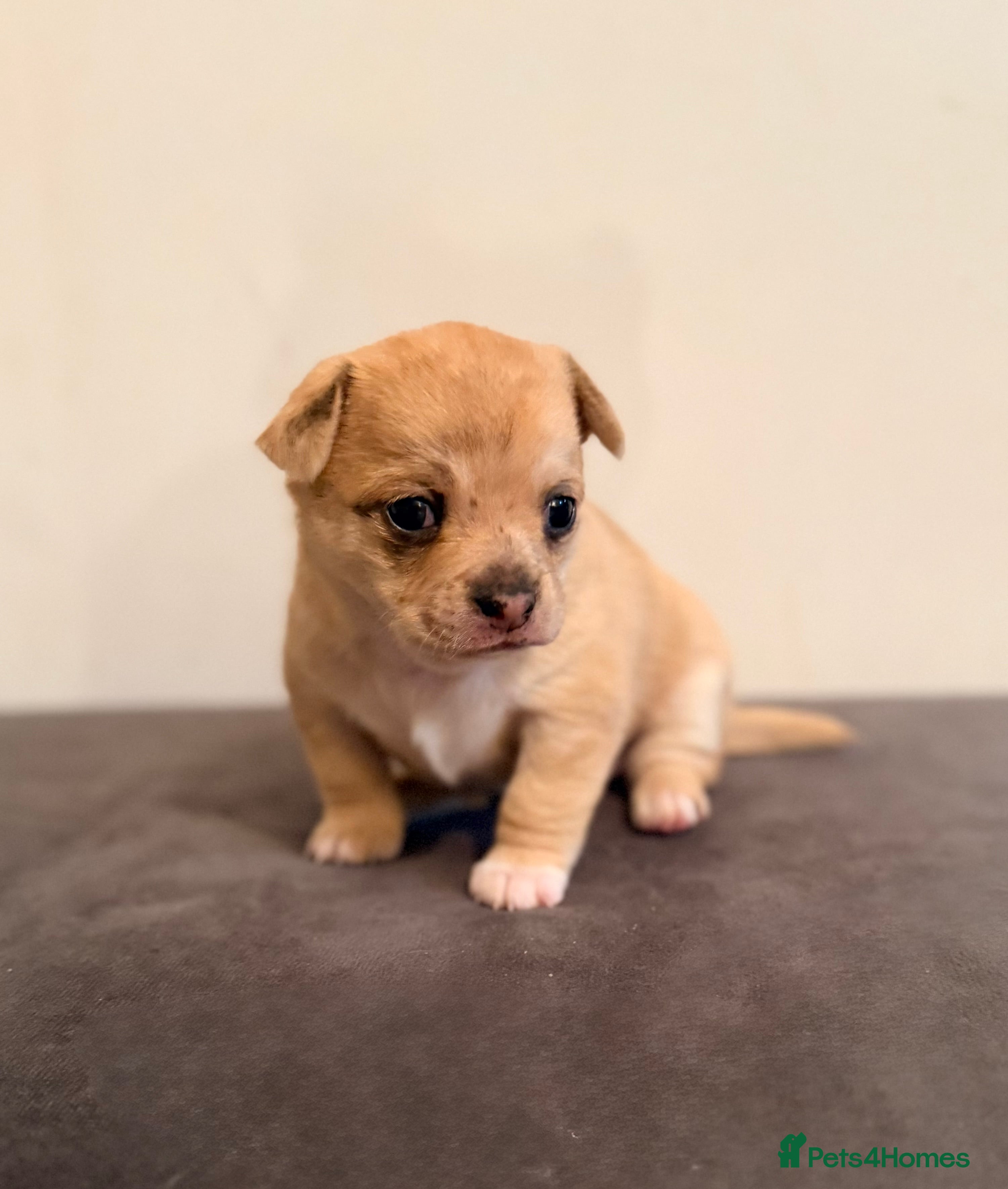 Chihuahua dogs 2 beautiful female Chihuahua puppies  - Advert 16