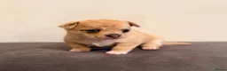 Chihuahua dogs for sale: 2 beautiful female Chihuahua puppies  - Advert 8