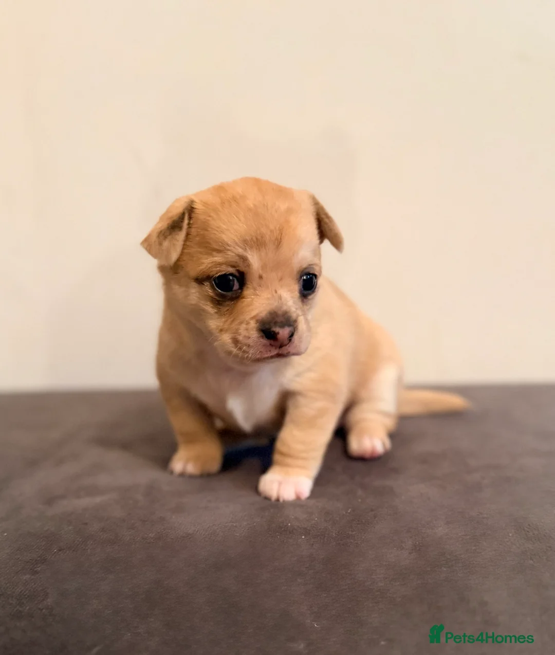 Chihuahua dogs for sale: 2 beautiful female Chihuahua puppies  - Advert 8