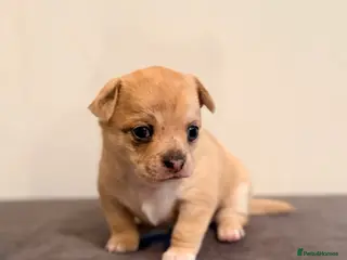 Chihuahua dogs 2 beautiful female Chihuahua puppies - Advert 16