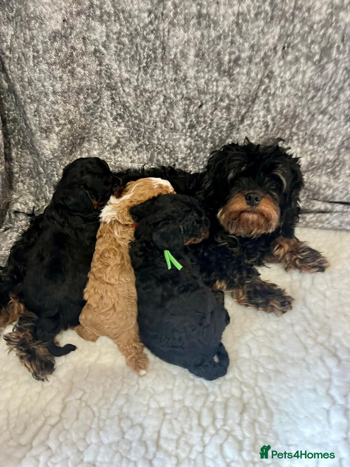 Cavapoo dogs Amazing Quality f1b Toy Cavapoo babies  - Advert 3