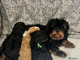 Cavapoo dogs Amazing Quality f1b Toy Cavapoo babies - Advert 3
