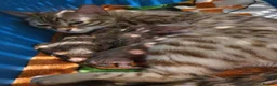 Bengal cats for sale: 🐆🐆Beautiful Pedigree Bengal Kittens🐆🐆  - Advert 33