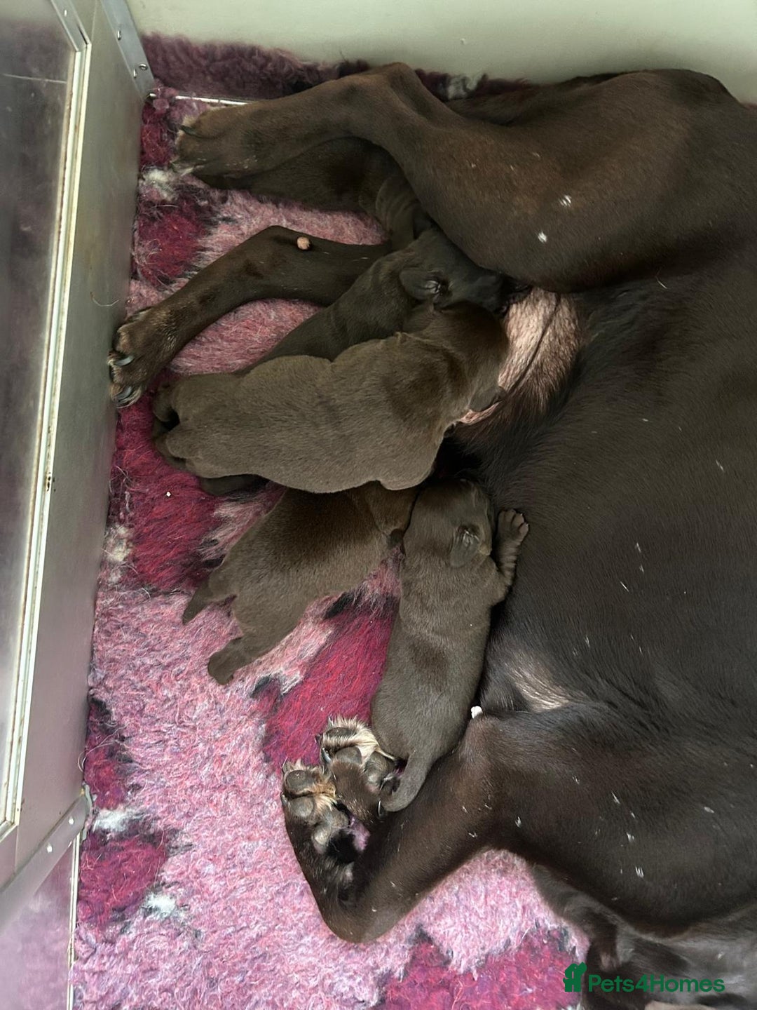 Labrador Retriever dogs for sale: Outstanding litter of Chocolate Labradors  - Advert 2