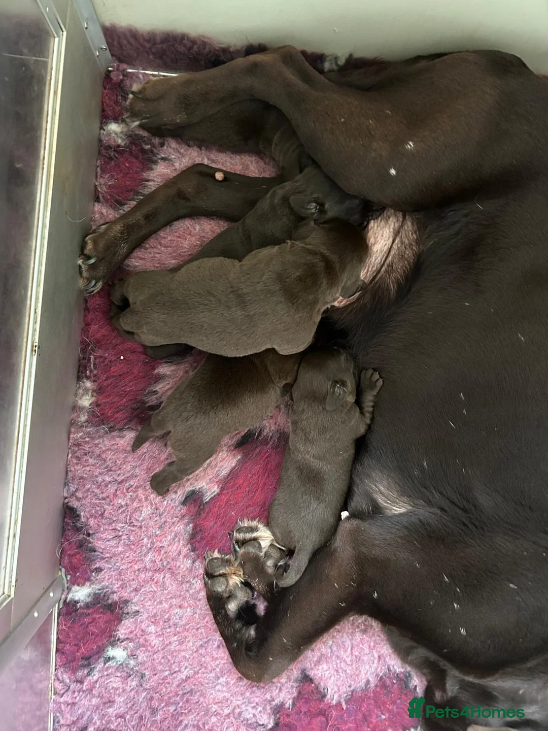 Labrador Retriever dogs for sale: Outstanding health tested Chocolate Labradors  - Advert 3