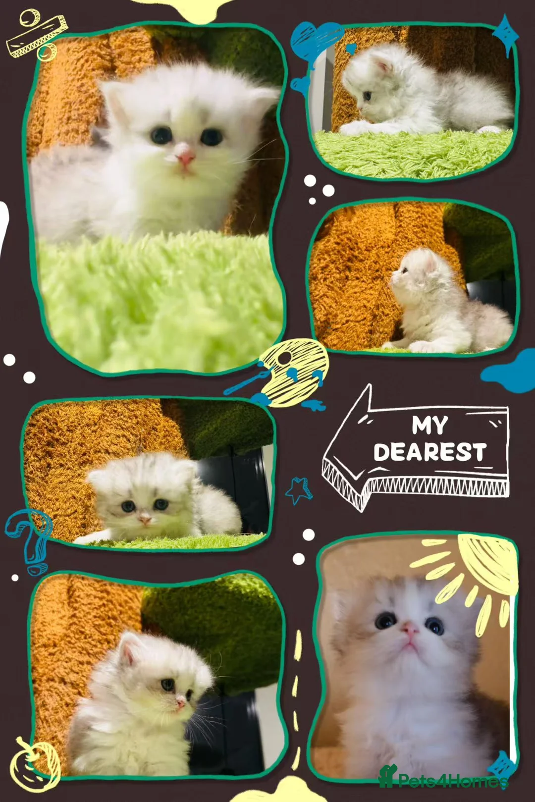 Munchkin cats for sale: Show-Quality Minuet Kittens – Rare in the UK - Advert 2