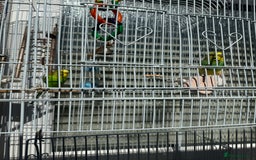 Lovebirds birds for sale: Adorable Love birds with cage for sale  - Image 1