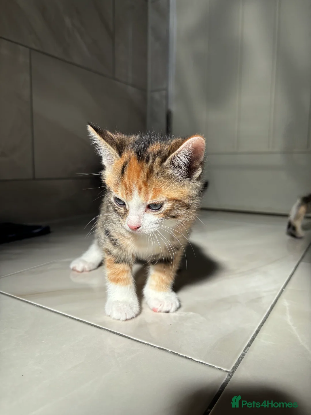 Abyssinian cats for sale: Beautiful Abyssinian mother births 6 kittens  - Advert 2