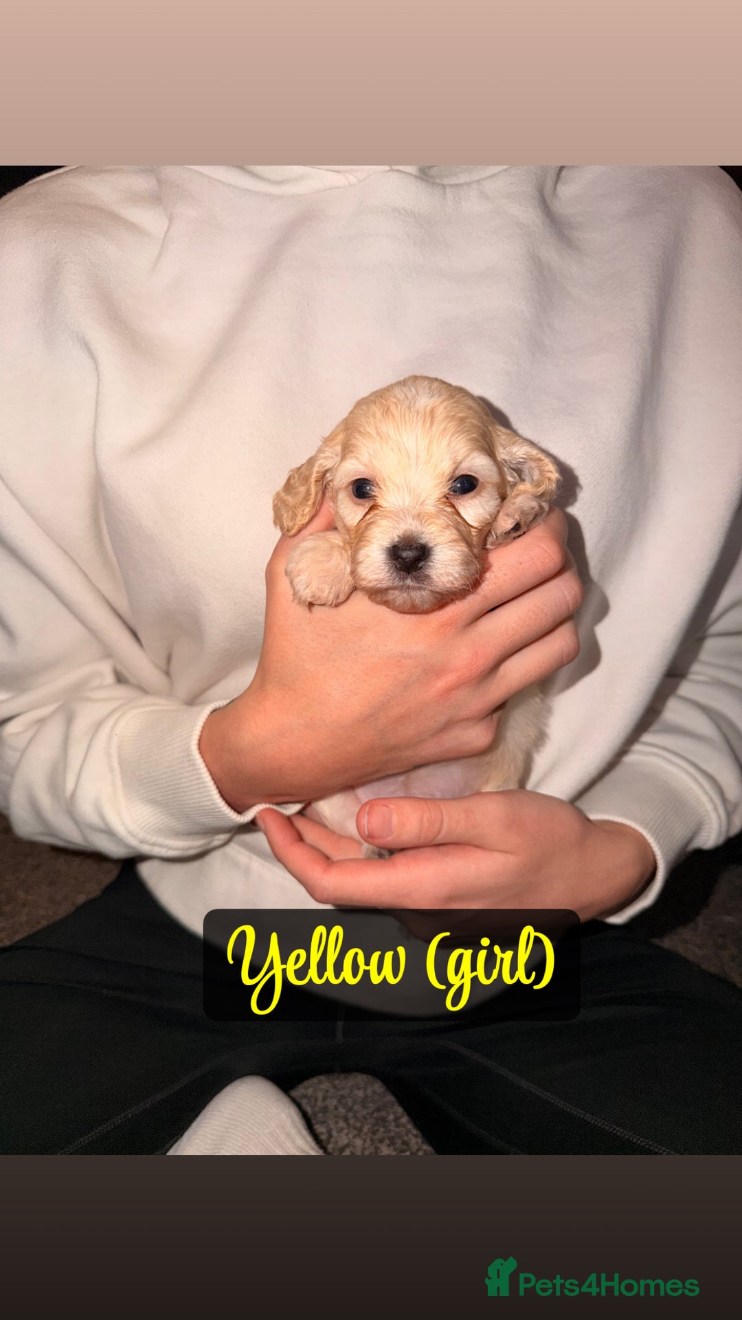 Cockapoo dogs for sale: F2 Toy cockapoo - Advert 3