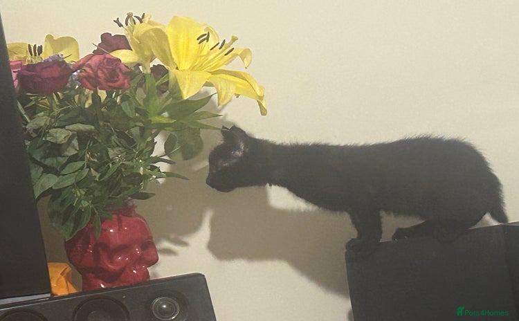 Mixed Breed cats Russian blue cross stunning kittens 10 weeks old  - Advert 3