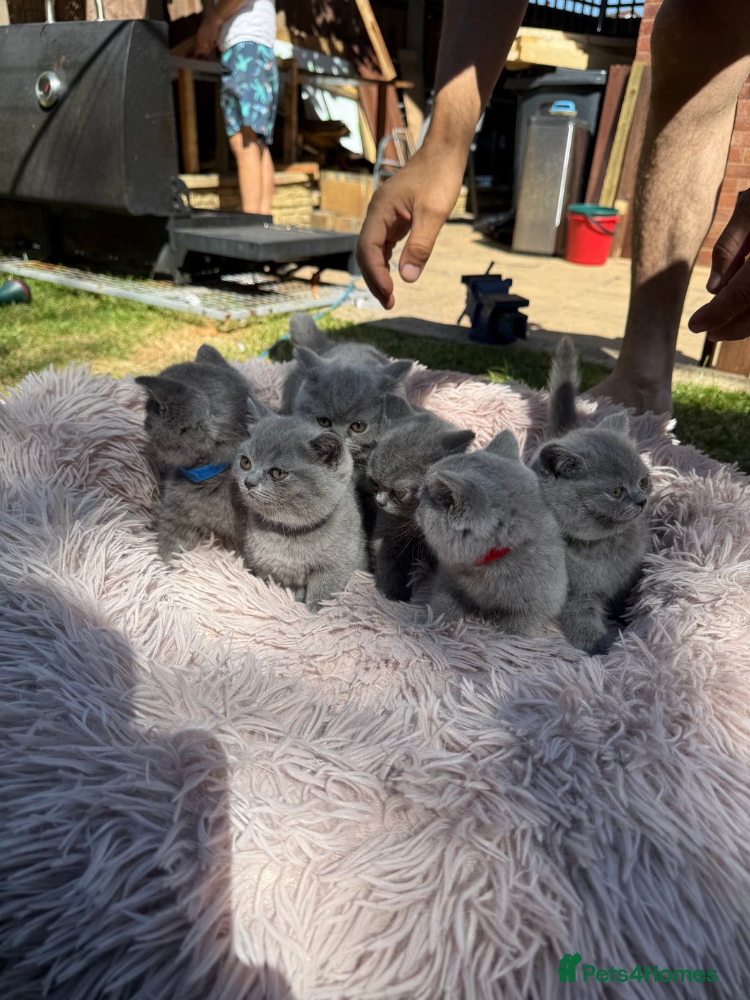 British Shorthair cats for sale: 🐾 British Shorthair Kittens – 8 Weeks Old  - Image 2