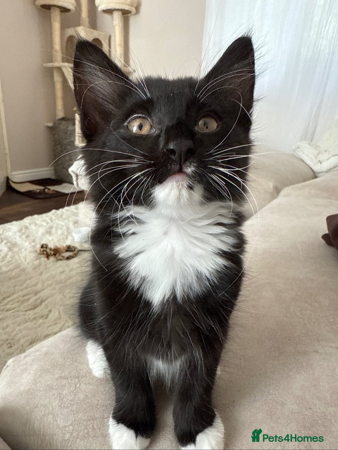 Mixed Breed cats for sale: 1 BEAUTIFUL KITTEN LEFT - 1 BOY! - Image 17