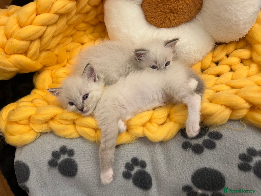 Ragdoll cats for sale: 😻 2 GORGEOUS RAGDOLL KITTENS 😻 - Image 15