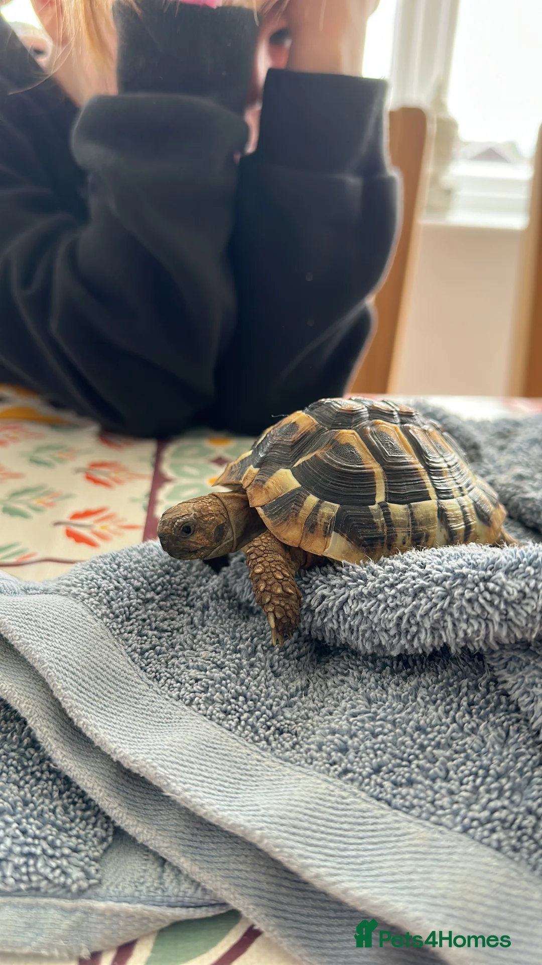 Hermann Tortoise reptiles for sale: Monty the tortoise - Advert 1