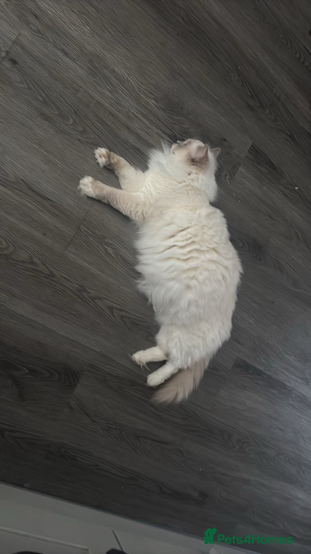 Ragdoll cats Pedigree Ragdolls  - Advert 1