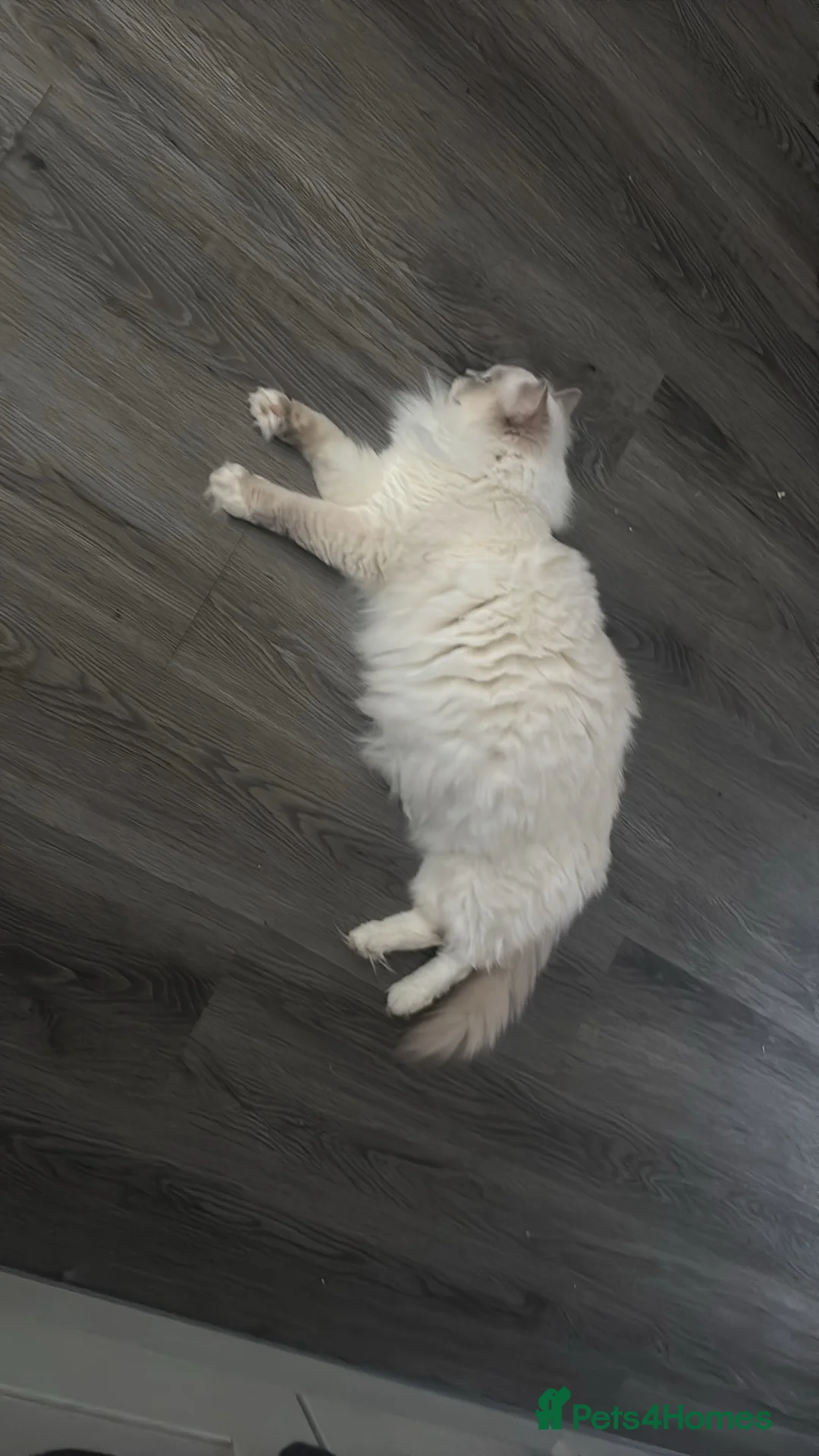 Ragdoll cats for sale: Pedigree Ragdolls  - Advert 2
