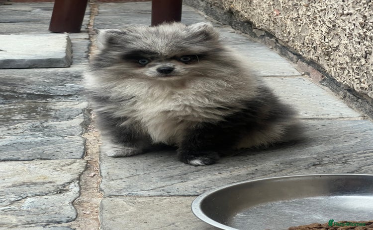 Pomeranian dogs - Advert 15