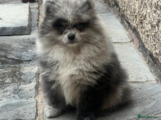 Pomeranian dogs - Advert 15