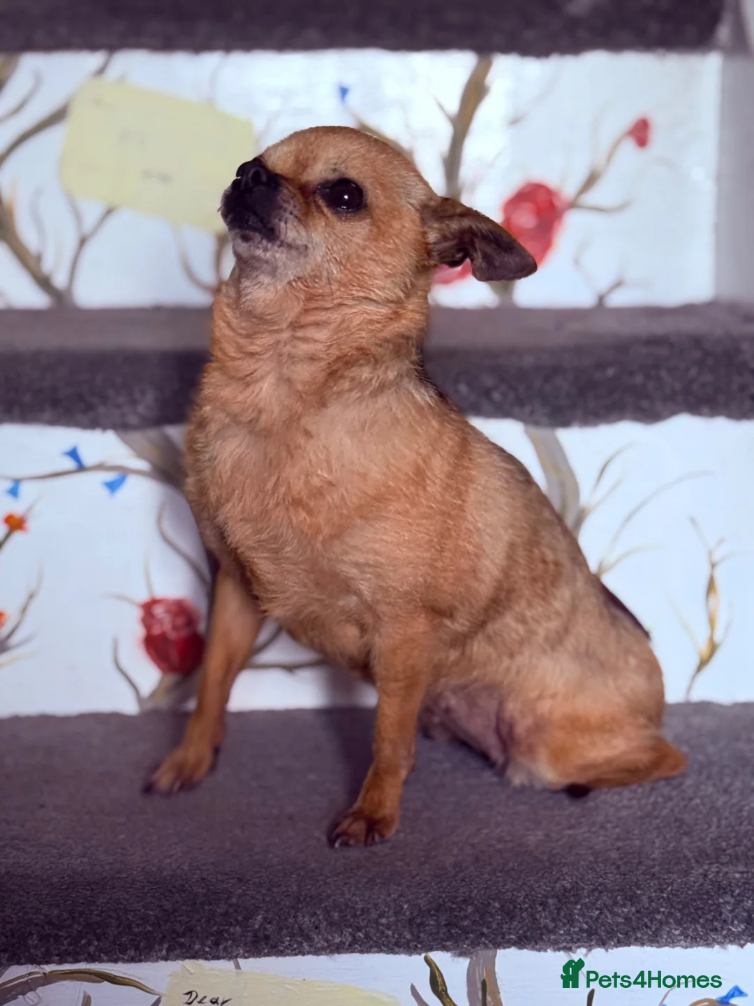 Chihuahua dogs for sale: Chihuahua Girl 7 years old rehome Dorset  in Wareham - Advert 5
