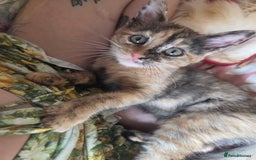 Ragdoll cats for sale: Female Ragdoll x Russian blue kitten - Image 2