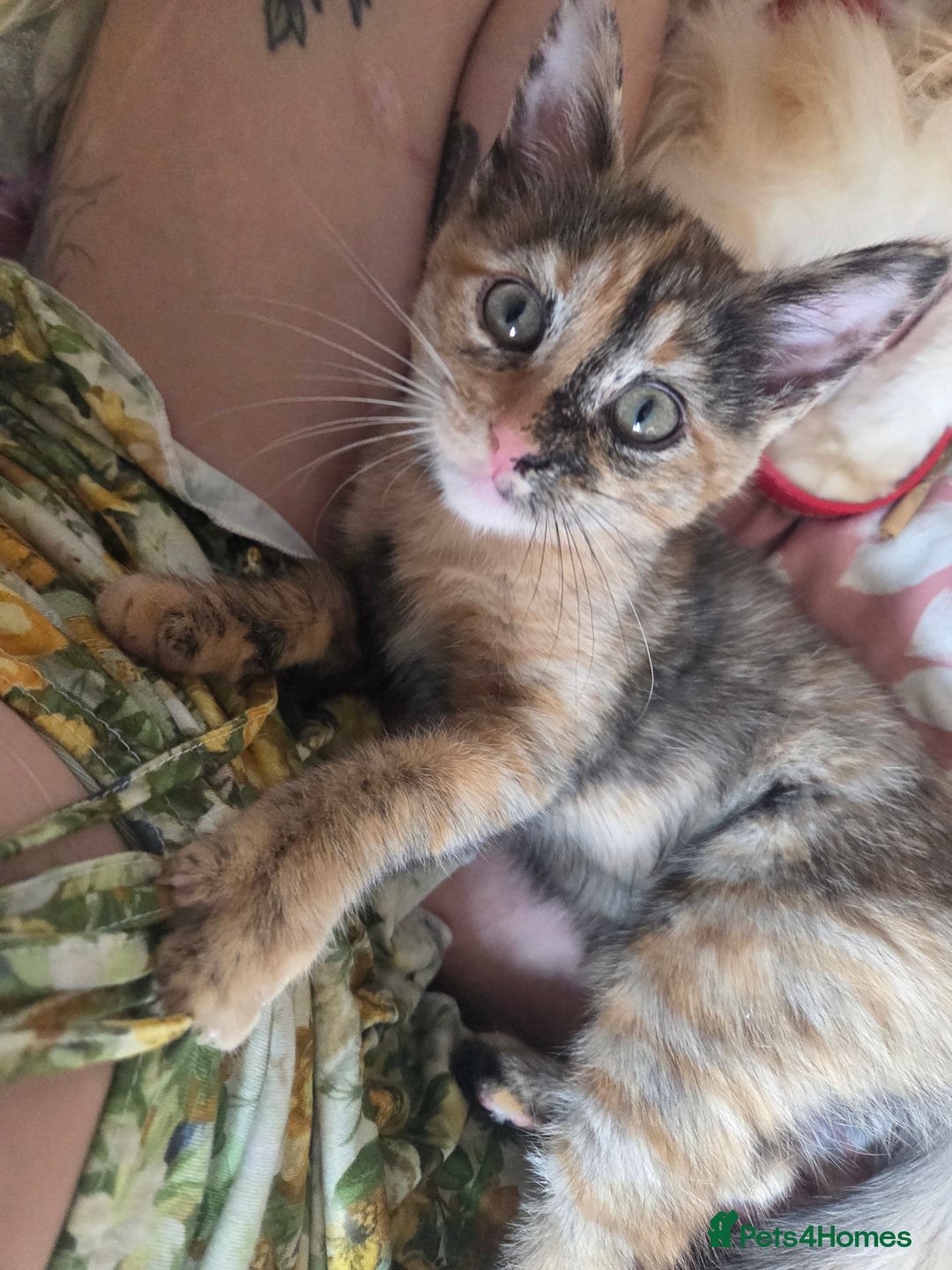 Ragdoll cats for sale: Female Ragdoll x Russian blue kitten - Image 2