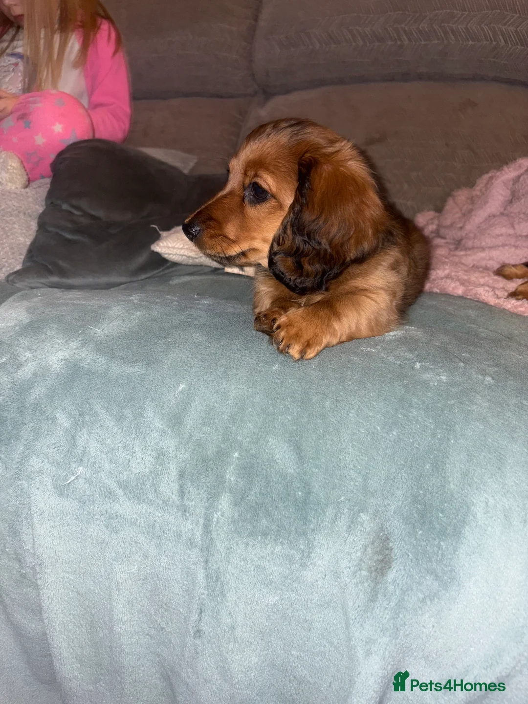 Dachshund dogs for sale: 2x Red dapple Dachshund puppies ready to go.. - Advert 15
