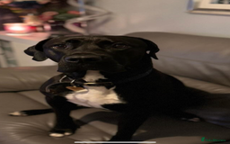 Mixed Breed dogs for sale: 3 year old Cane corso cross bitch - Image 2