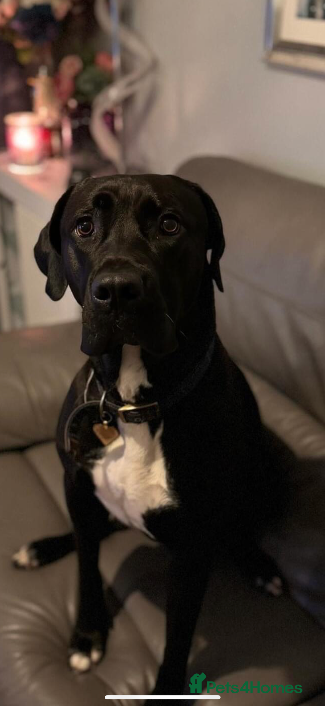 Mixed Breed dogs for sale: 3 year old Cane corso cross bitch - Image 2