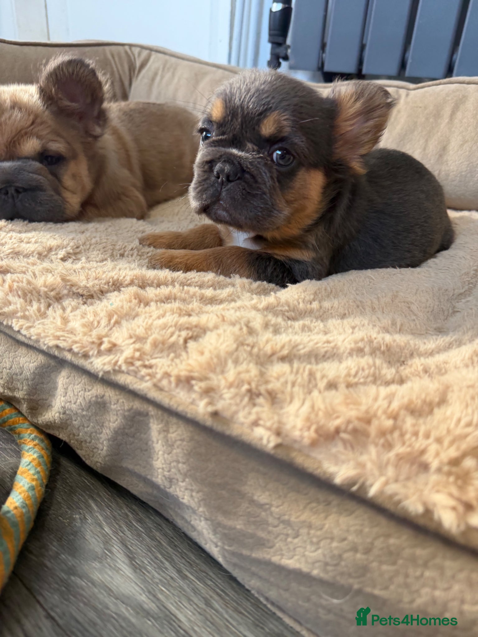 French Bulldog dogs Fluffy French Bulldog Puppies  - Advert 2