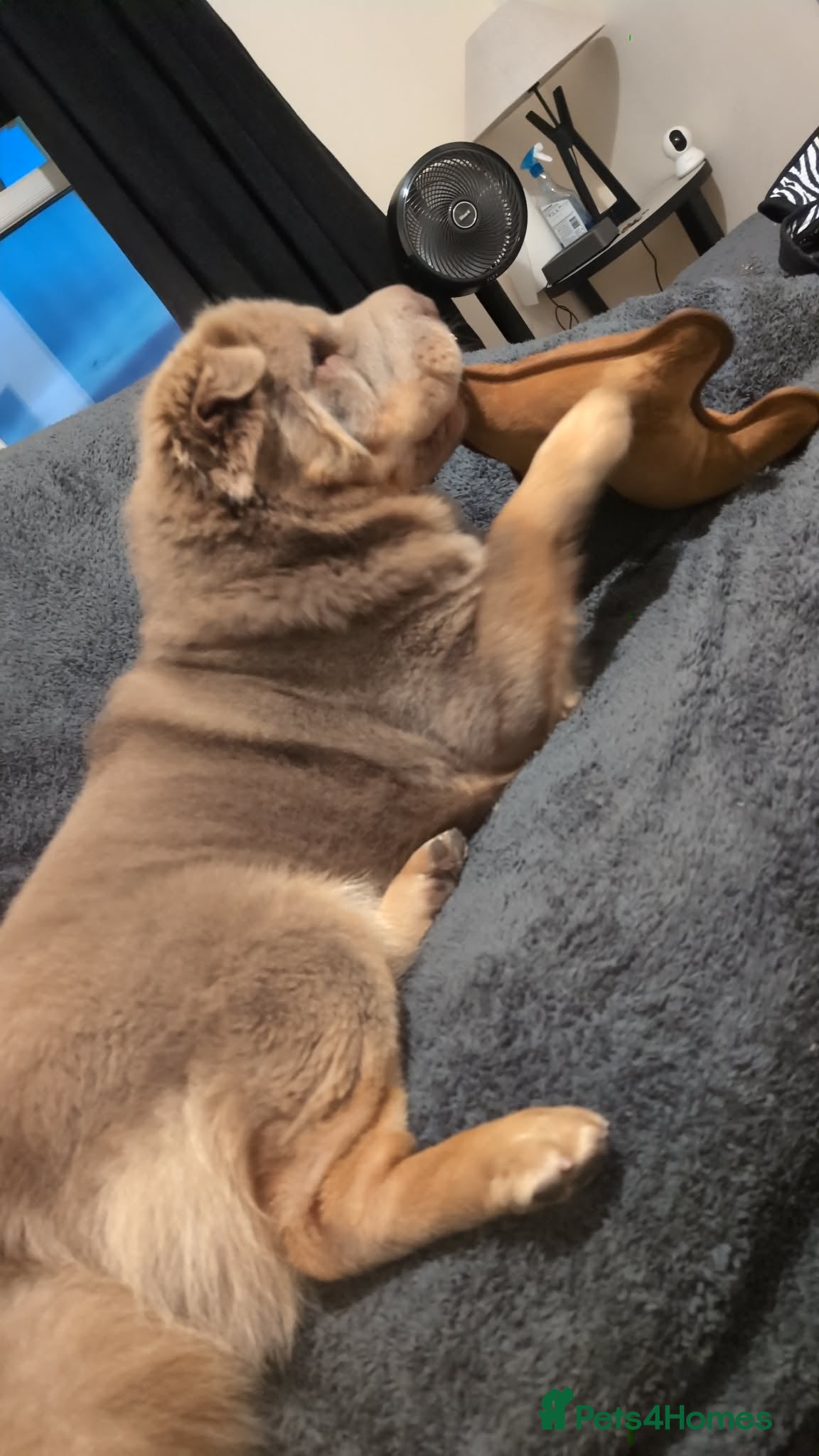 Shar Pei dogs for sale: Beautiful fluffy Shar pie needs rehoming urgently - Advert 2