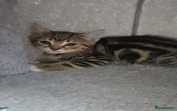 Mixed Breed cats for sale: 5 Kittens for sale - Image 20