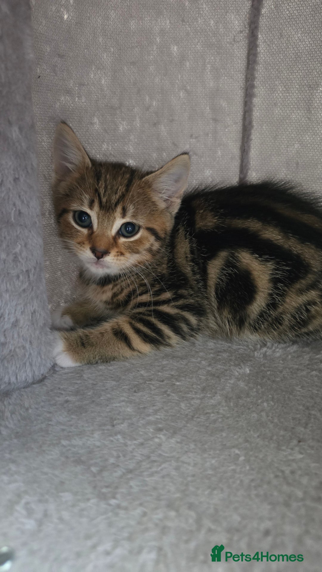 Mixed Breed cats for sale: 5 Kittens for sale - Image 20