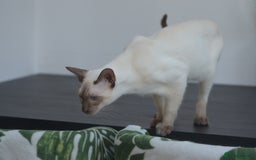 Siamese cats for sale: 🧬F1 BENAMESE KITTENS🧬  - Image 11