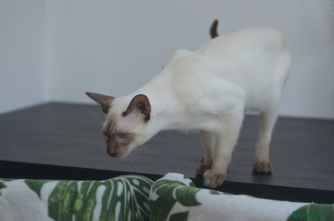 Siamese cats for sale: 🧬F1 BENAMESE KITTENS🧬  - Image 11