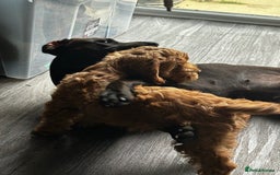 Cockapoo dogs for sale: 12 Weeks old male cockapoo  - Image 7