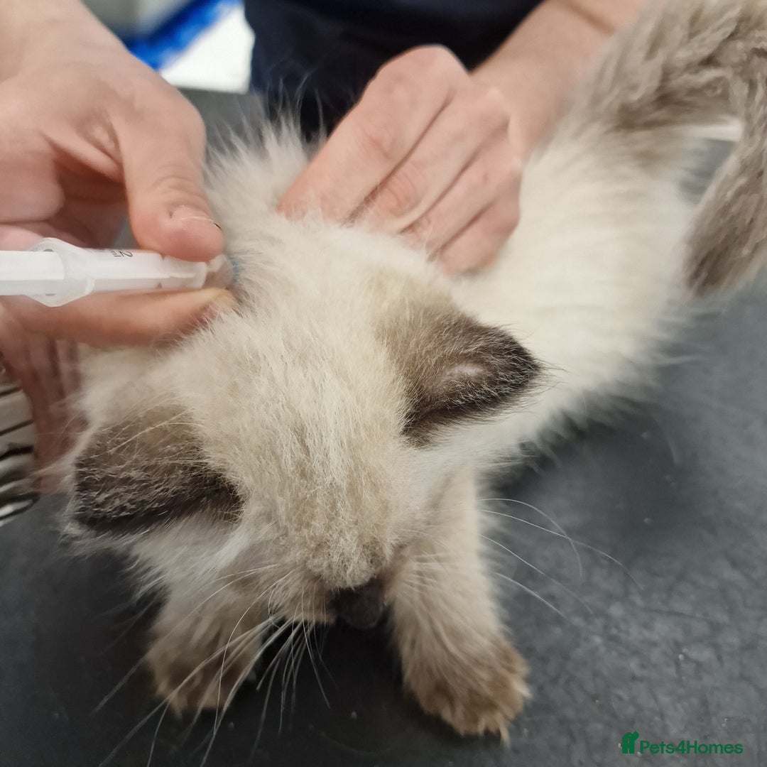 Ragdoll cats for sale: beautiful Ragdool ready for new parents - Image 13