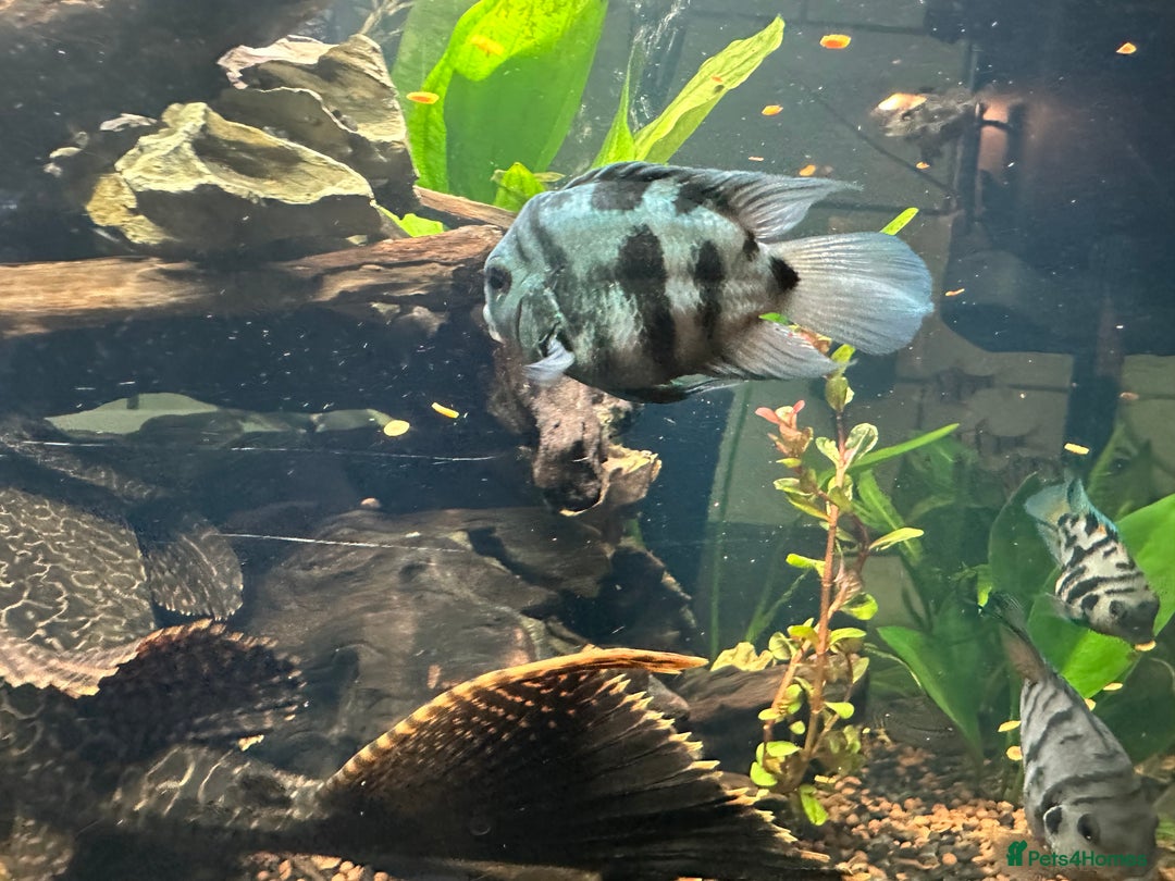 Cichlids fish for sale: Polar Blue Parrot Fish - Image 7