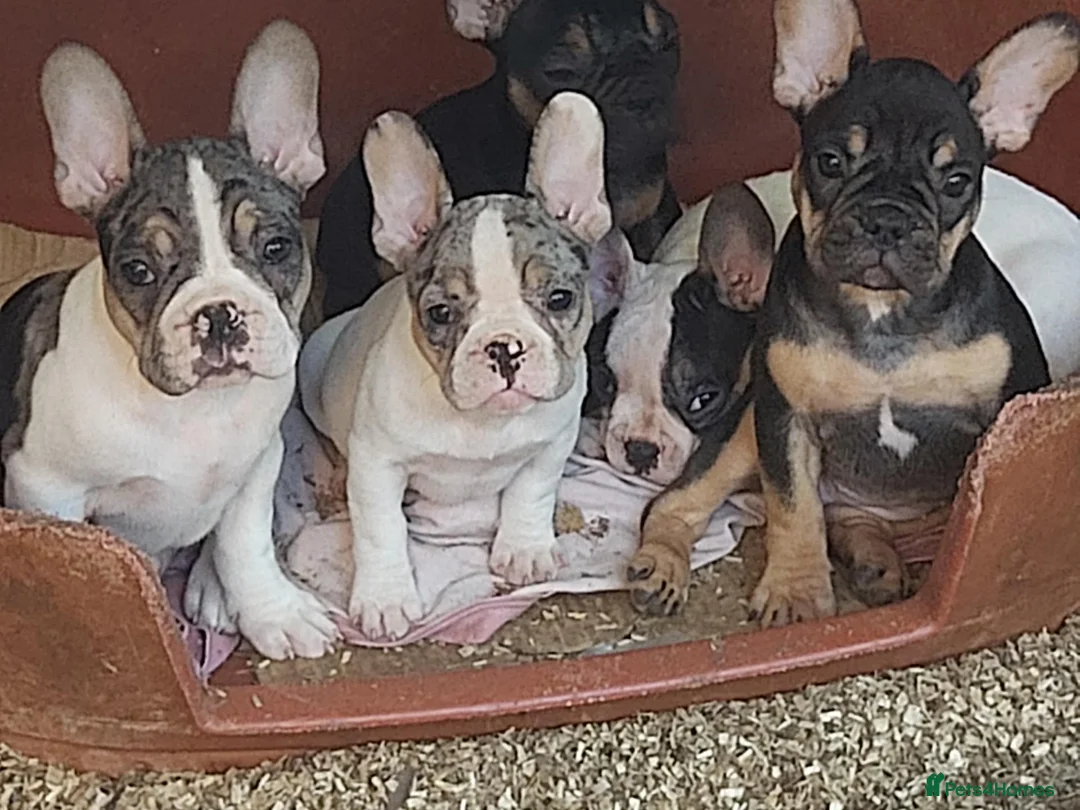 French Bulldog dogs for sale: 5 French bulldog puppies  in Boston - Advert 2