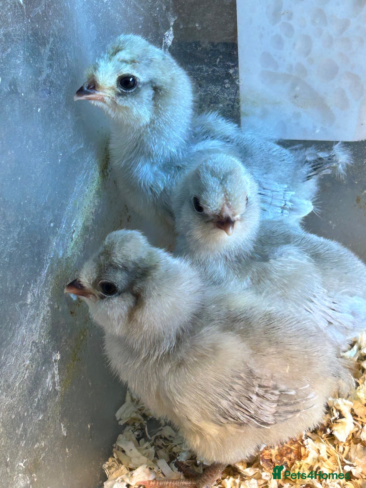 Chickens poultry Araucana Chicks, Lavender L/F - Advert 16