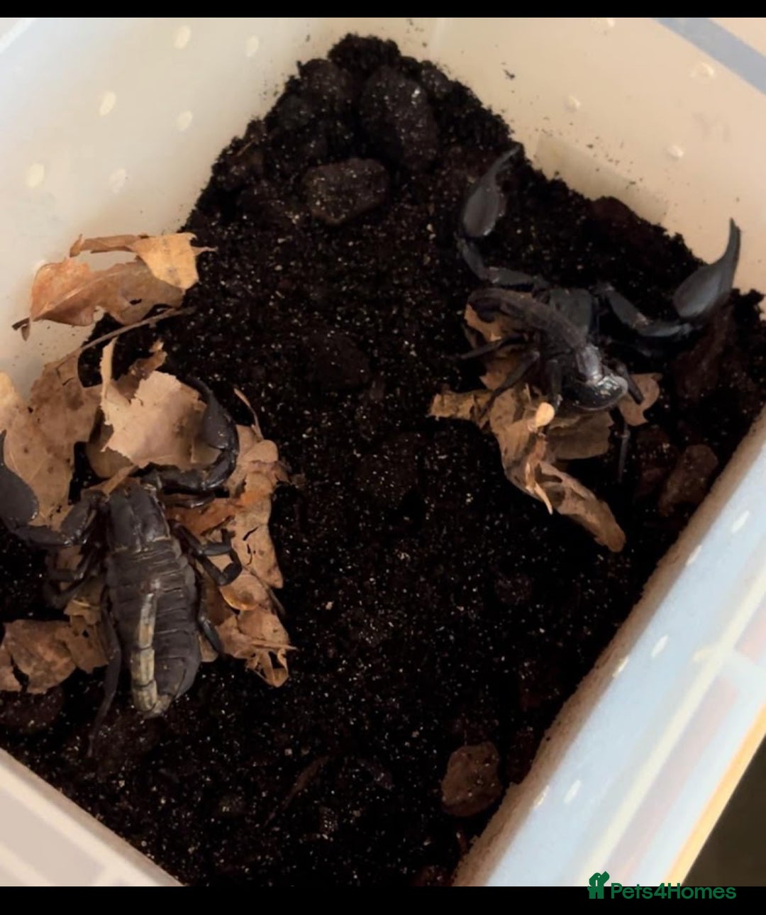 Scorpions invertebrates for sale: X4 Asian Forest Scoripons - Image 3