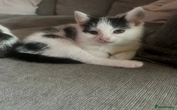 British Shorthair cats for sale: Female kitten - ready to collect  - Image 2