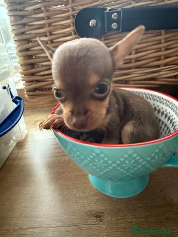 Chihuahua dogs Beautiful little Chi ready to reserve - Advert 4