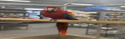 Macaws birds for sale: Vibrant handreared baby Scarlet Macaw  - Advert 4